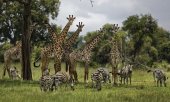 Giraffes are also facing extinction. (© picture-alliance/dpa)