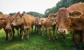 Around 40 percent of the EU's budget goes into the Common Agricultural Policy (CAP).(© picture-alliance/dpa)